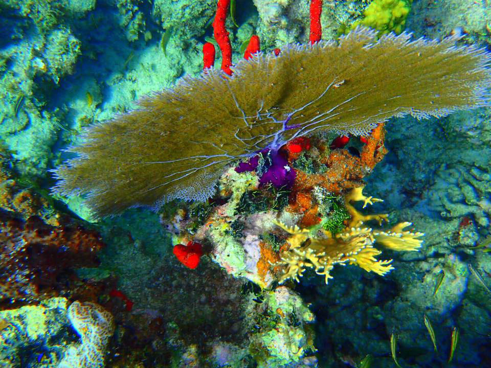 Fan Coral Culebra by Casita Tropical