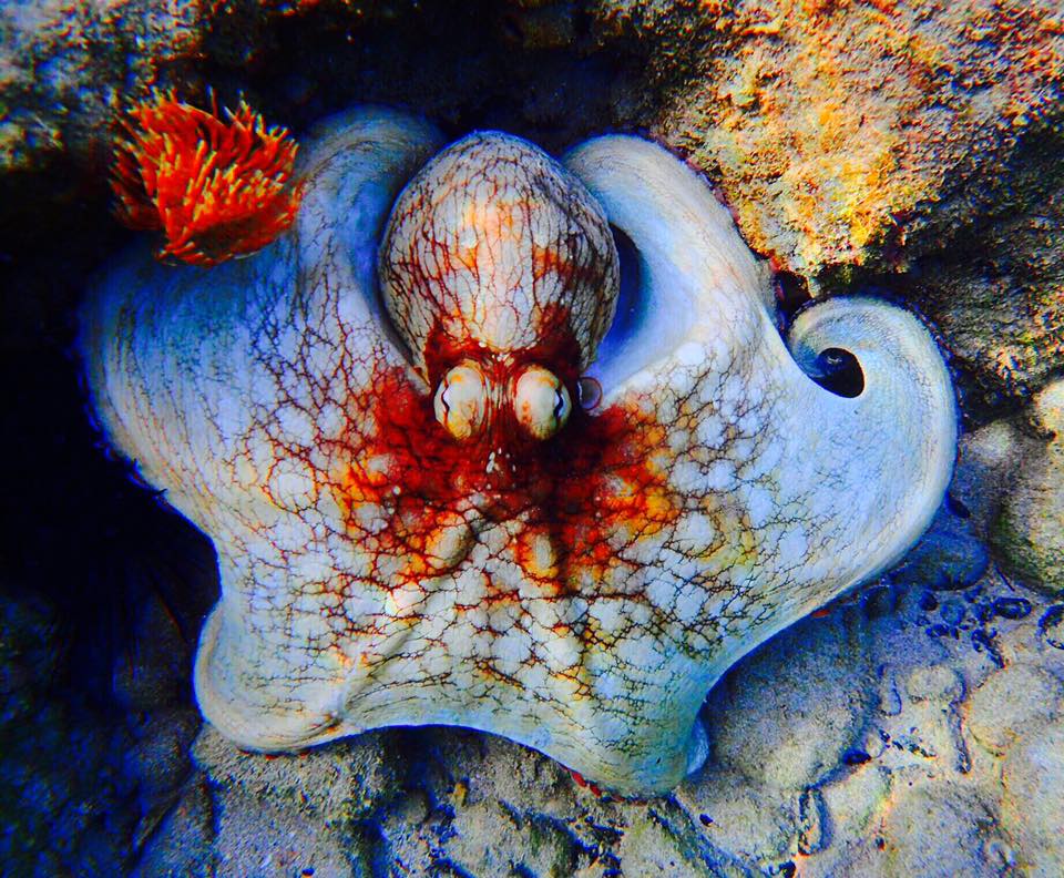 Culebra Octopus by Casita Tropical
