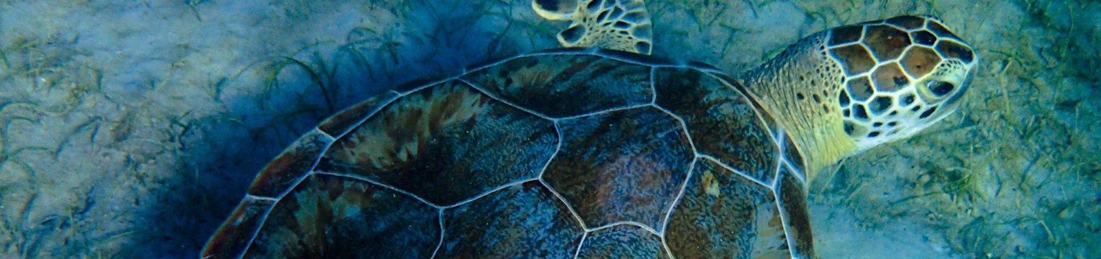 Sea Turtle by Casita Tropical